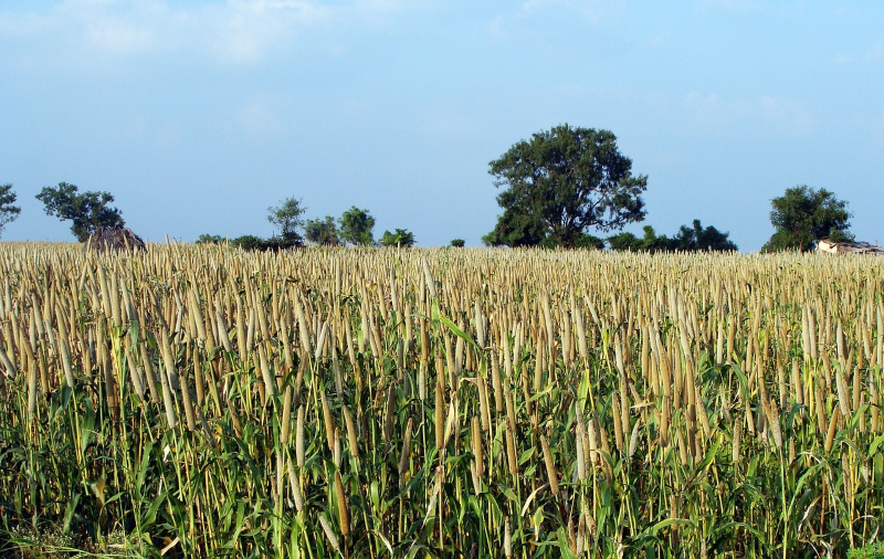 Health benefits of Millets